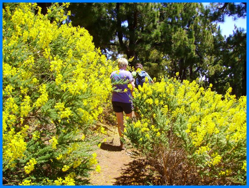Durch den gelben duftenden Ginster wandern-La Palma-Wandern
