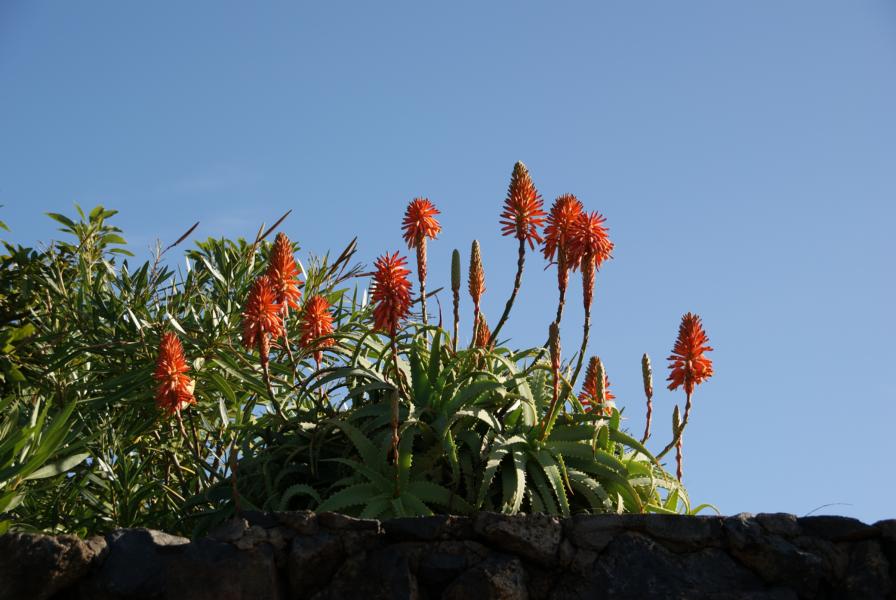 Aloe arborescens auf La Palma,Wandern
