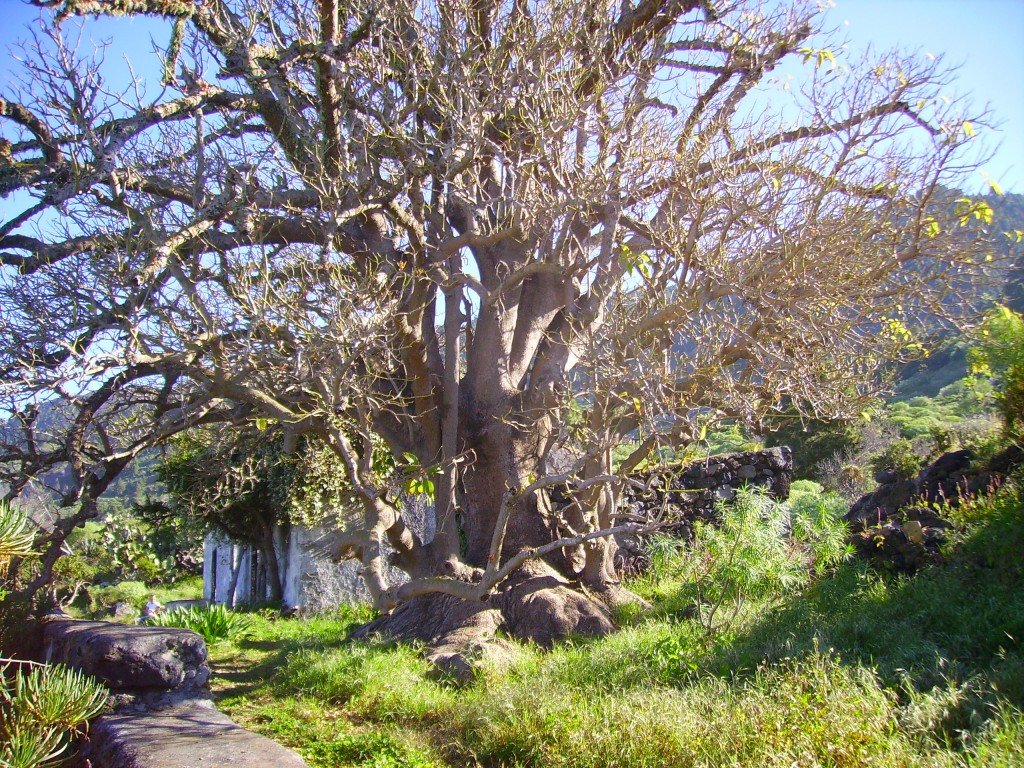 Ombúbaum, Phytolacca dioica, La Palma