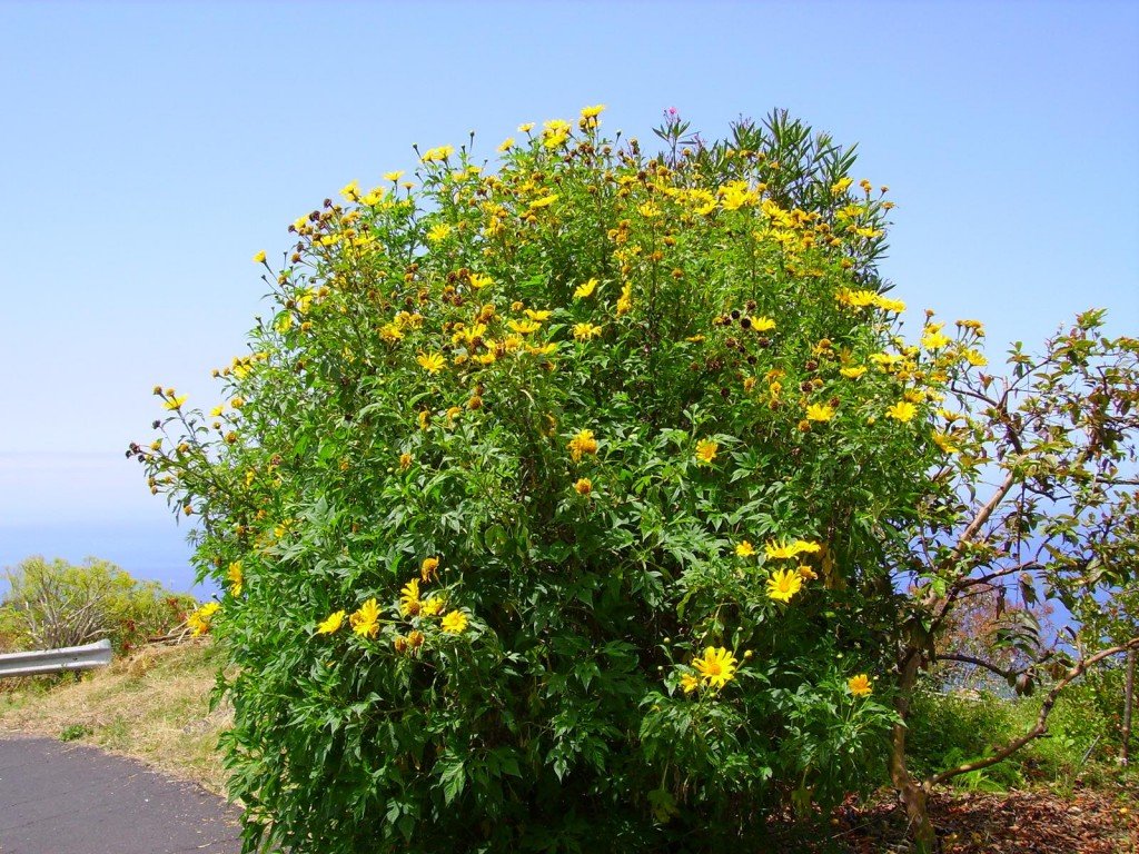 Mexikanische Sonnenblume,Tithonia diversifolia,La Palma, Wandern,