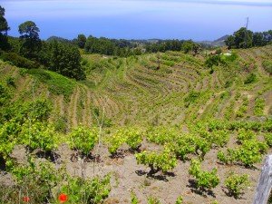 Auf einem Wanderweg auf La Palma im Norden mit Aussicht in die Weinberge und auf den Atlantik. 
