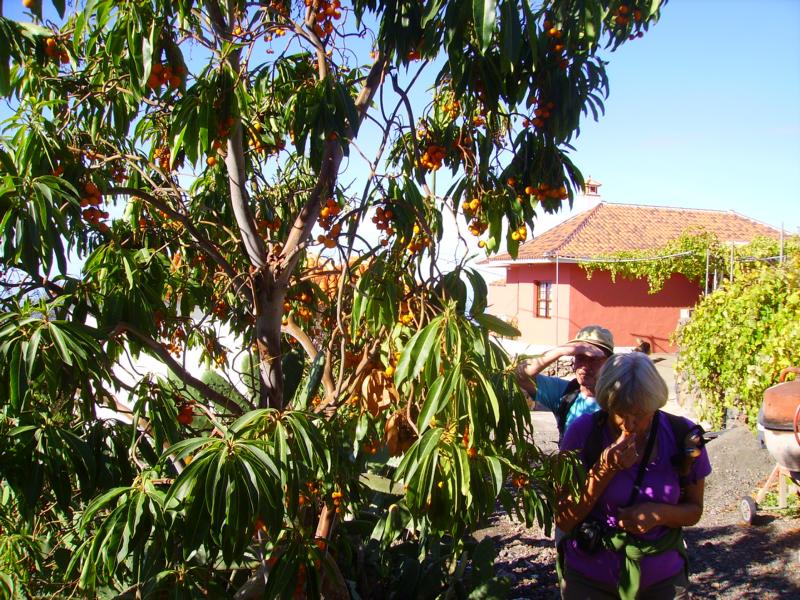 Erdbeerbaum, (Arbutus canariensis), La Palma, Wandern