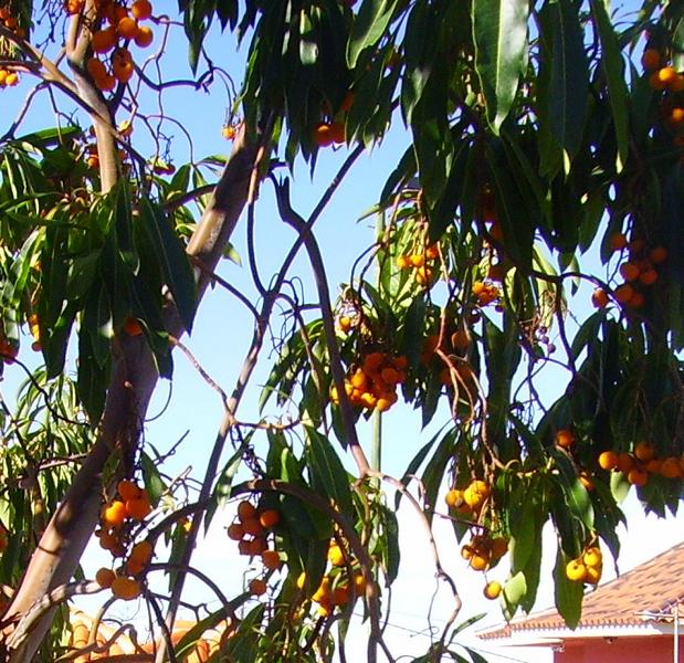 Erdbeerbaum, (Arbutus canariensis), La Palma, Wandern