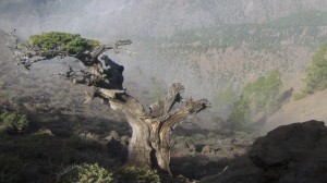 La Palma-Wandern-Wanderung vom Pico de la Nieves zum Refugio de la Punta de los Roques