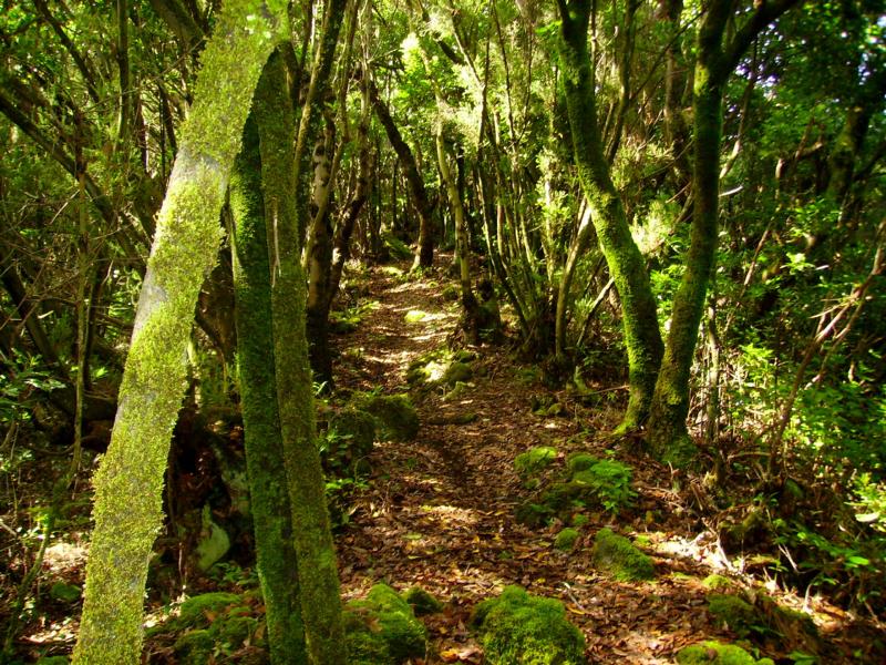Wandern-La-Palma-Buschwald