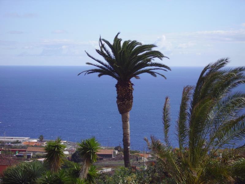 La-Palma-Kanarische-Palme
