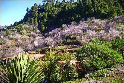 La-Palma-Wandern-Mandelblüte-im-Nordwesten