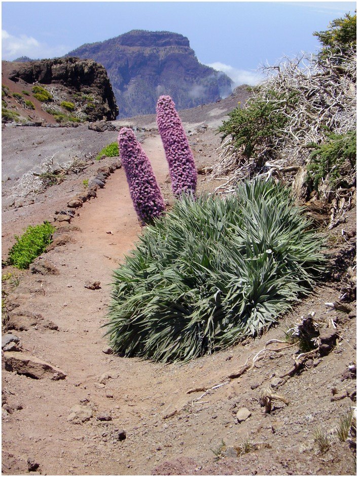 La-Palma-Wandern-Ein-Foto-vom-Wanderweg-GR-131Wildprets-Natternkopf-Echium-wildpretiia