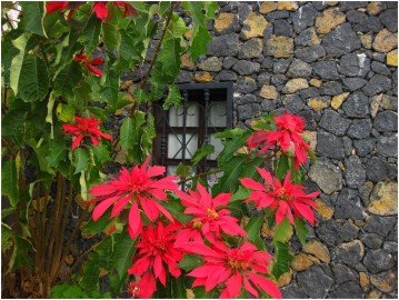 La Palma Wandern | Todoque Rund 2 La Palma Todoque Wanderung Weihnachtsstern am Straßenrand