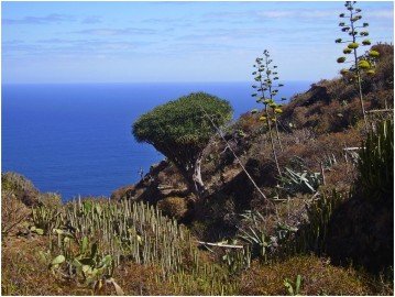 La-Palma-Wanderung-Drachenbaum-bei-El-Palmar