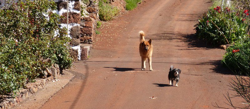La Palma Wanderwege Die Hunde bewachen ihr Haus