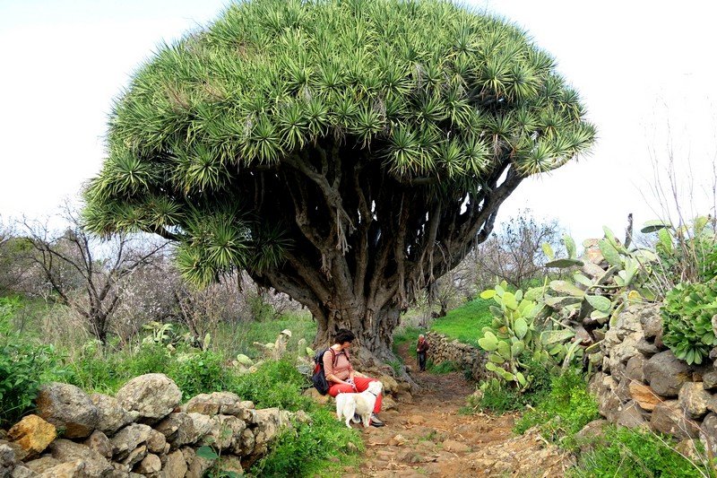 La Palma Wanderungen,Drachenbaum,