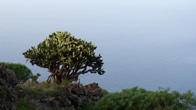 La Palma Wandern, Puntagorda, an der Steilküste