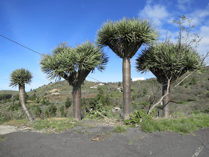  La-Palma-Wandern-Drachenbäume-in-El-Roque