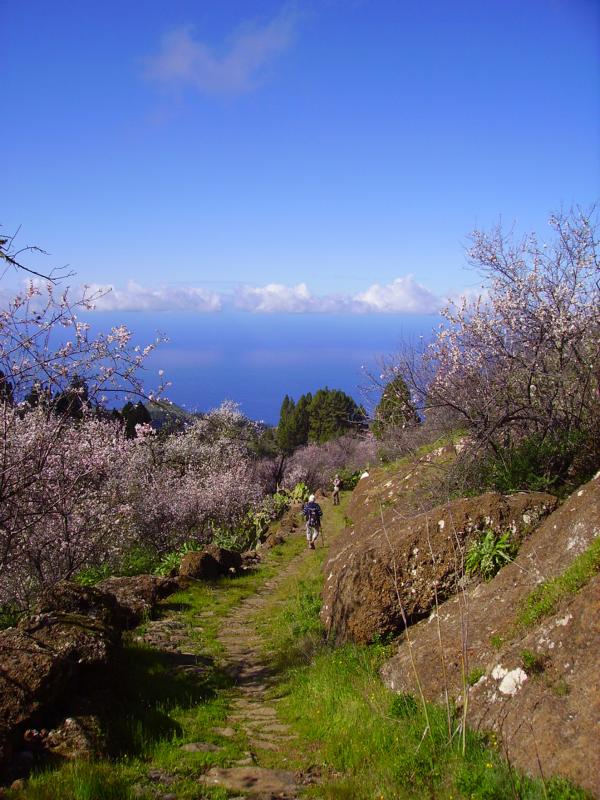 Mandelblüte-La-Palma-Wandern-Alter-Camino