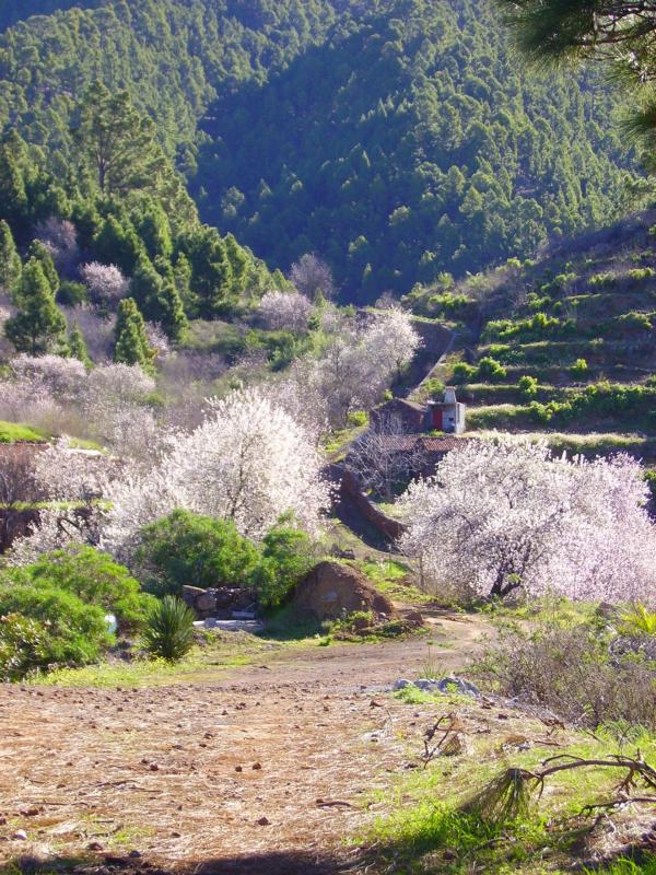 Mandelblüte-Puntagorda-Wanderung-La-Palma