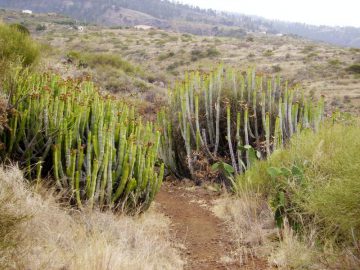 Kanaren-Wolfsmilch,Euphorpia canariensis,La Palma, Wandern