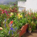 Schöner Bauerngarten in La Galga, La Palma, Wandern,
