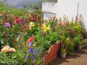Schöner Bauerngarten in La Galga, La Palma, Wandern,