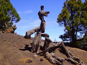 Naturkunst, La Palma, Wandern,
