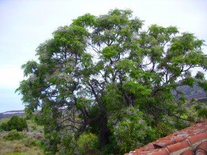 Zedrachbaum, La Palma, Wandern,