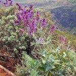 Kanaren Salbei,Salvia canariensis,La Palma, Wandern,