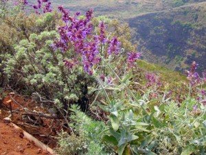Kanaren Salbei,Salvia canariensis,La Palma, Wandern,