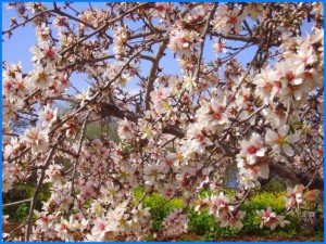 Mandelblüte im Frühjahr auf La Palma, Wandern,
