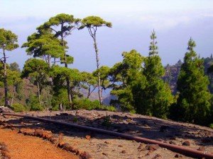Der Weg führt am Barranco Izcagua entlang,La Palma, Wandern,