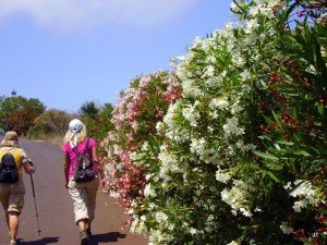 Es ist die Zeit der Oleander Blüte, La Palma,Wandern