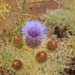 Cynara cardunculus, wilde Artischocke, La Palma, Wandern