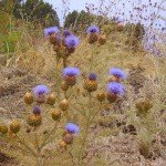 Cynara cardunculus, wilde Artischocke, La Palma, Wandern