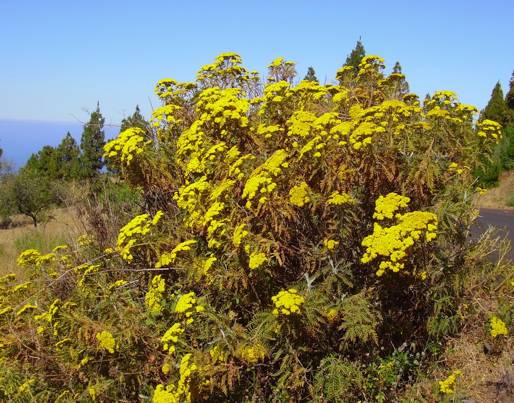 Gonospermum canariense,La Palma,Wandern