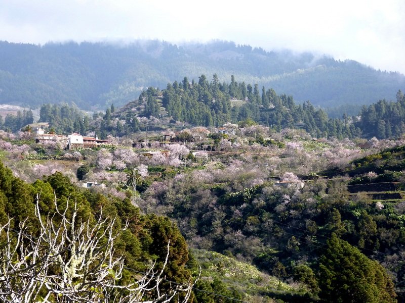 Wandern La Palma_Puntagorda zur Zeit der Mandelblüte