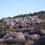 La-Palma-Wandern-Mandelblüte-in-Puntagorda