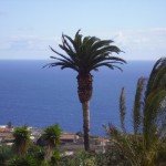 La-Palma-Wandern-Kanarische-Palme