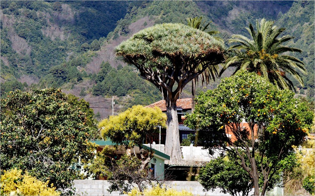 La Palma Foto-Drachenbaum auf La Palma