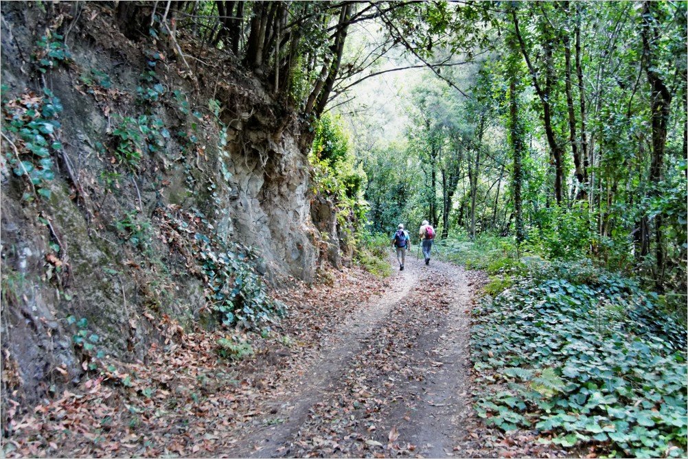 La Palma-Wanderung-Forstpiste