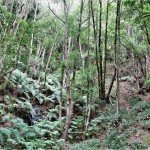 La Palma Wandern-Wanderweg LP 4.1