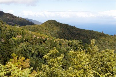 La Palma Wanderwege-Im Lorbeerurwald