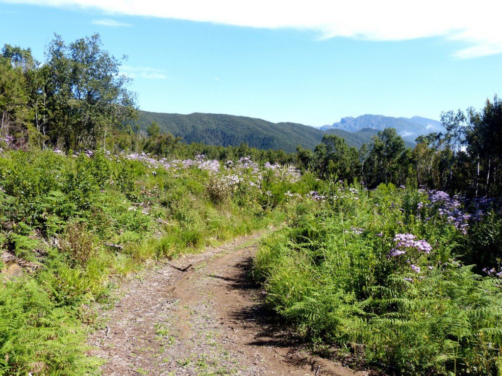 Wanderweg SL LP 132 alle Informationen; La Palma 3 Wanderweg SL LP 132; La Palma, Blütenpracht