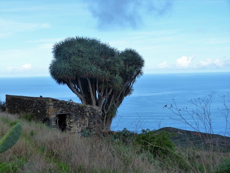 La Palma Wandern_schöner Drachenbaum am Wanderweg