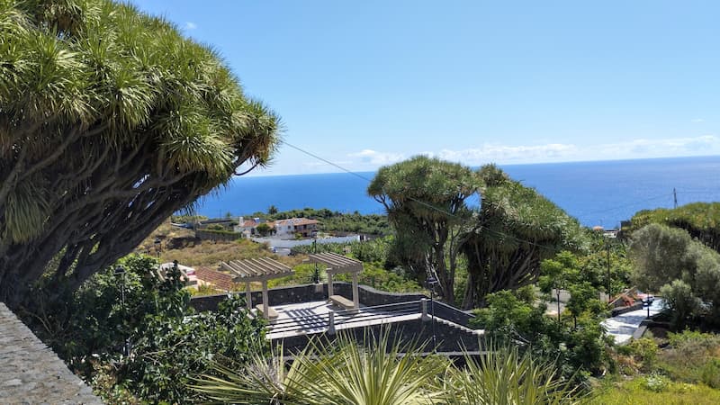 Spazierwandern La Palma Cancajos, bei den Drachenbäumen von Tonolero