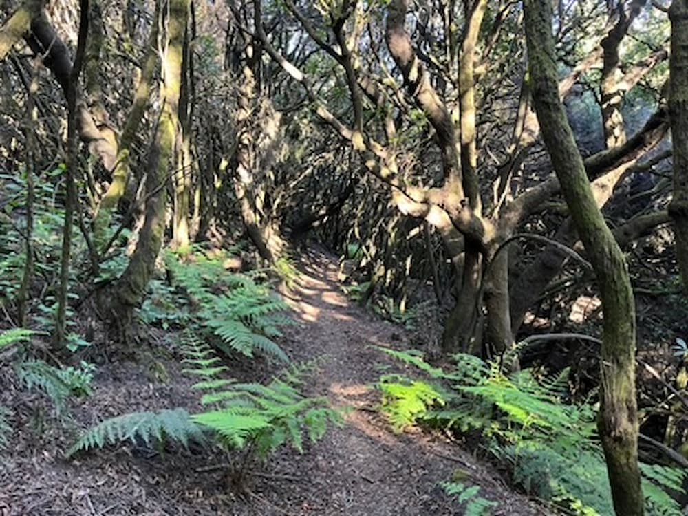 La Palma Wandern-Rundwanderung-Llano de Mosca 2 la palma wandern toller Pfad im Buschwald