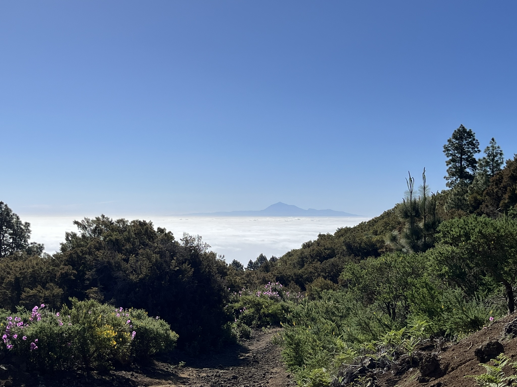 La Palma Wandern-Rundwanderung-Llano de Mosca 1 bei einer Rundwanderung auf la palma herrliche Aussicht