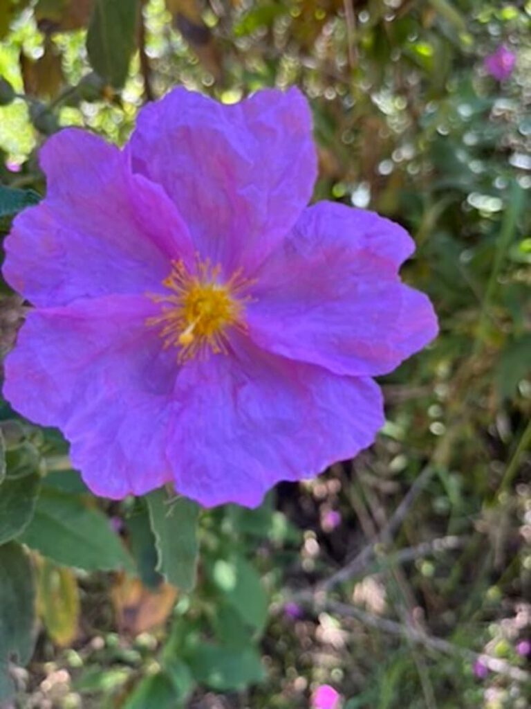 La Palma Wandern-Rundwanderung-Llano de Mosca 3 Zistrose Blüte
