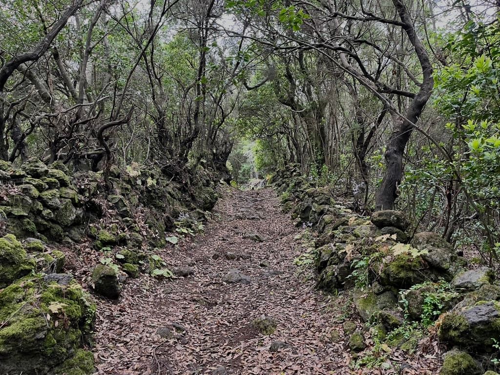 La Palma Wandern Wanderweg PR LP 17 Camino La Faya La Palma Wandern Camino de la Faya