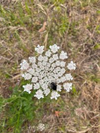 Wandern Mazo rund herrliche Ausblicke 10 La Palma Wandern am Wegrand wilde Möhre Blüte nah