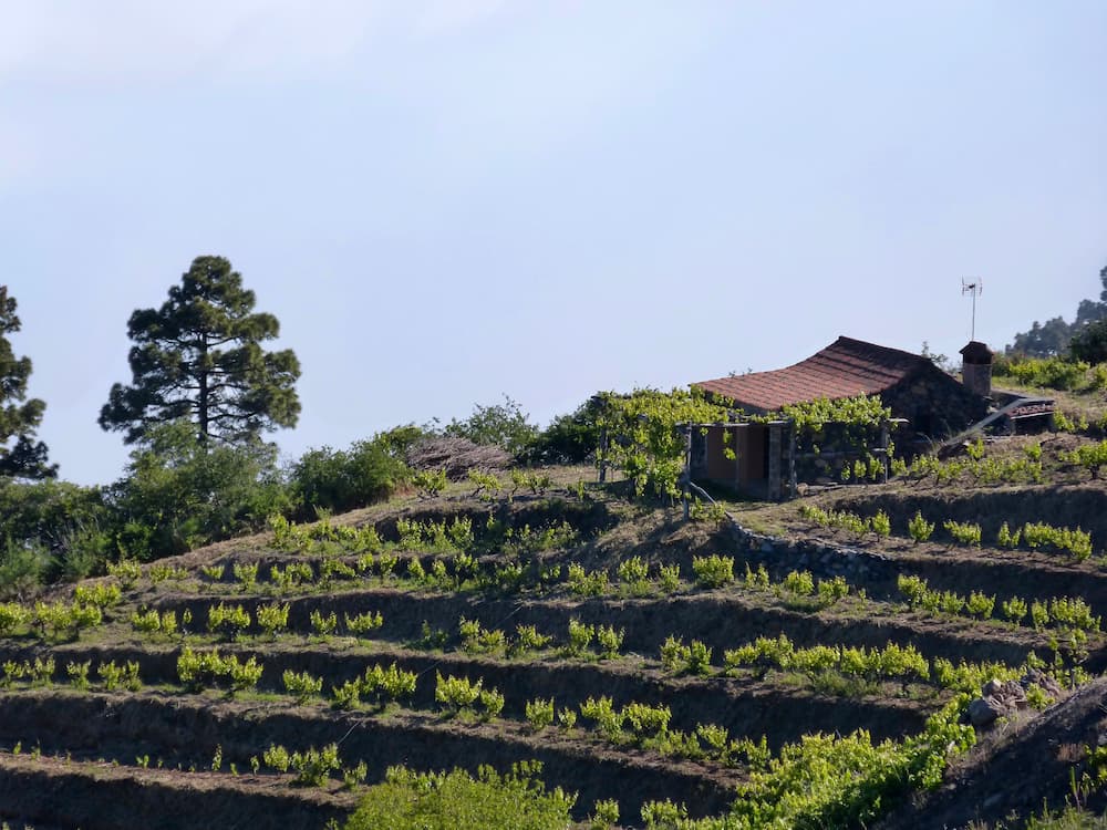 Rundwanderung im Bereich Briest, in den Weinbergen von Hoya Grande, mit Weinberghaus.