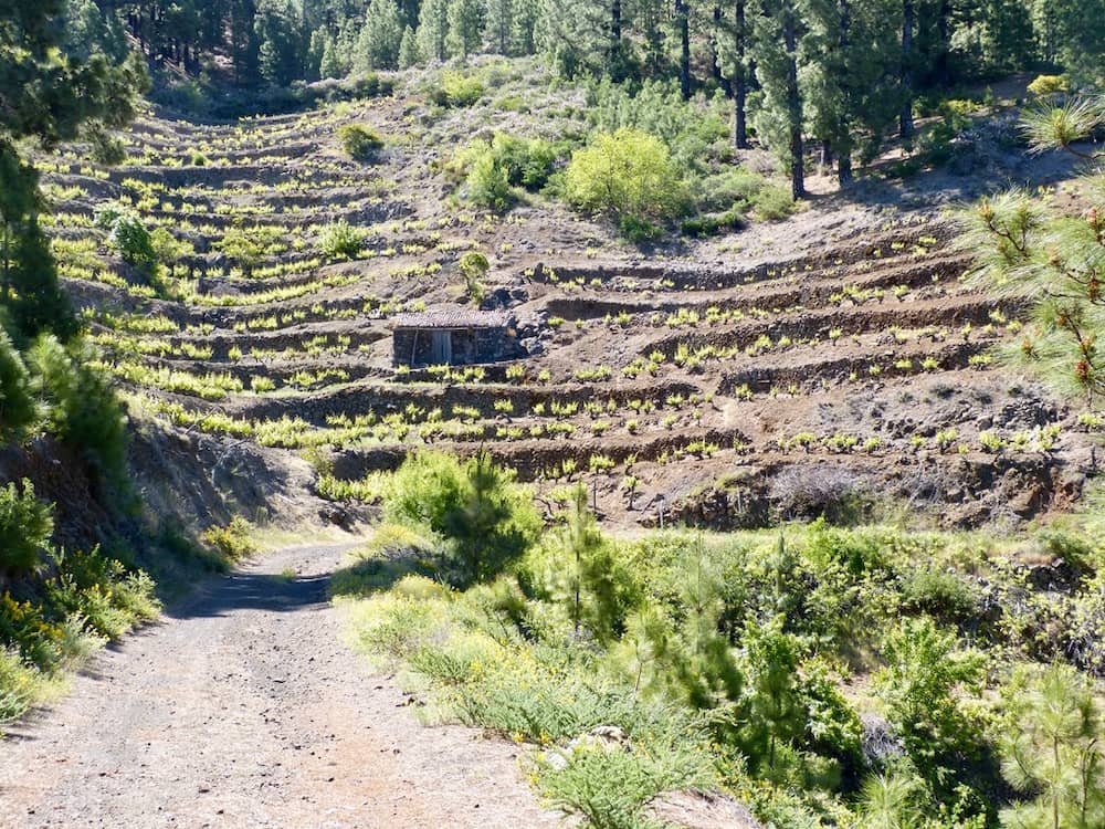 Rundwanderung im Bereich Briestas 1 Rundwanderung im Bereich von Briest, hier führt der Weg direkt durch steile Weinberge, einkleiner Schuppen ist zu sehen.